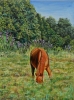 Landscape. Horse in the field.