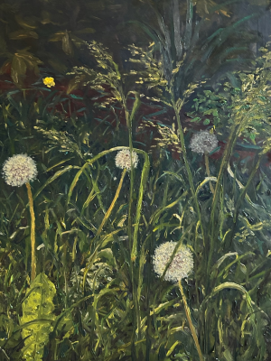 Dandelions in my garden