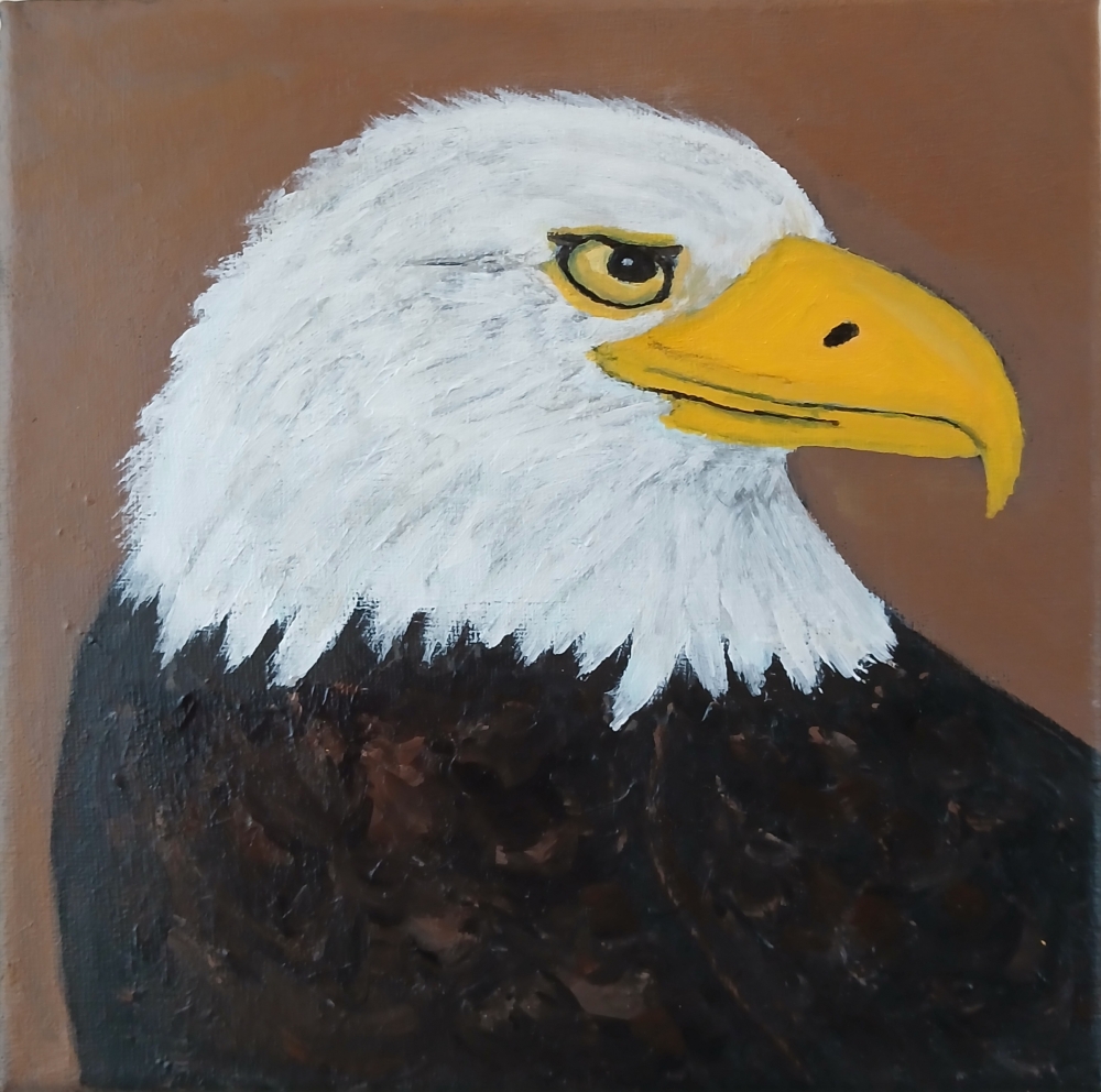Bald Eagle