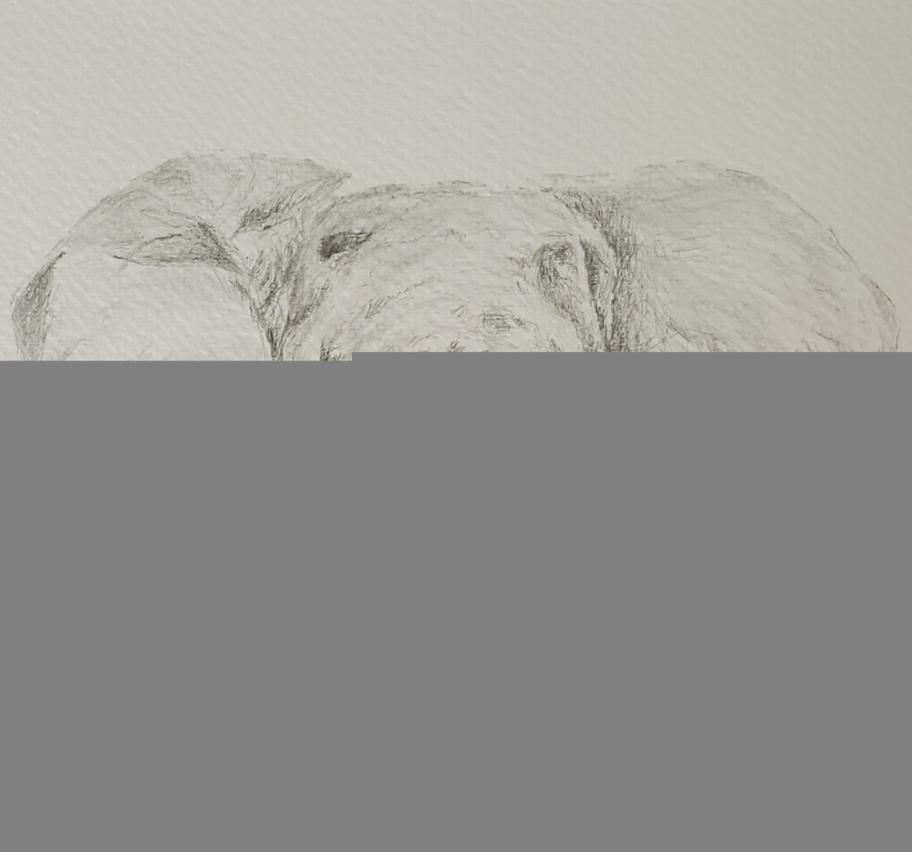 African Elephant