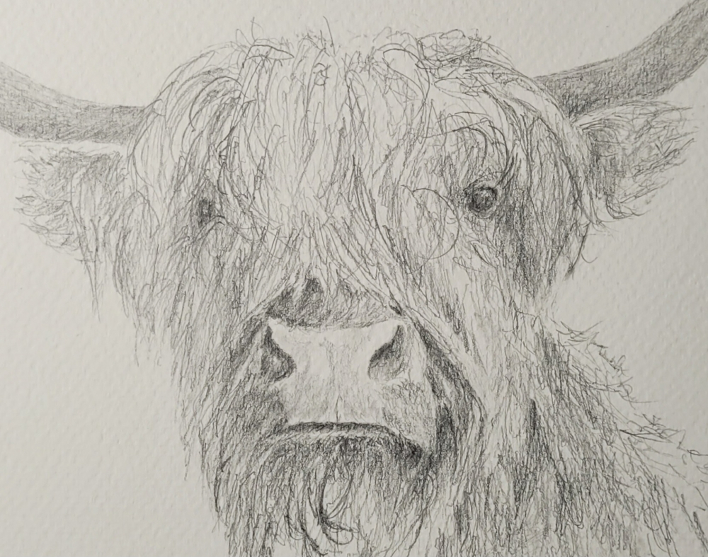 Highland Cow