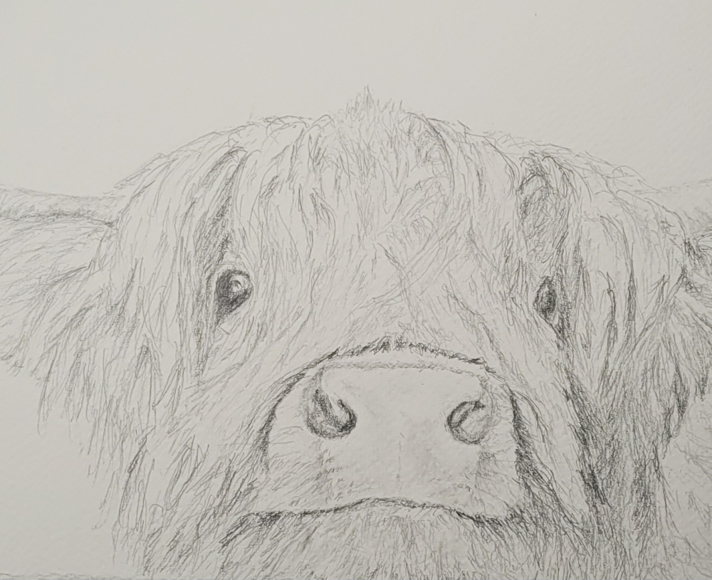 Curious Highland Cow