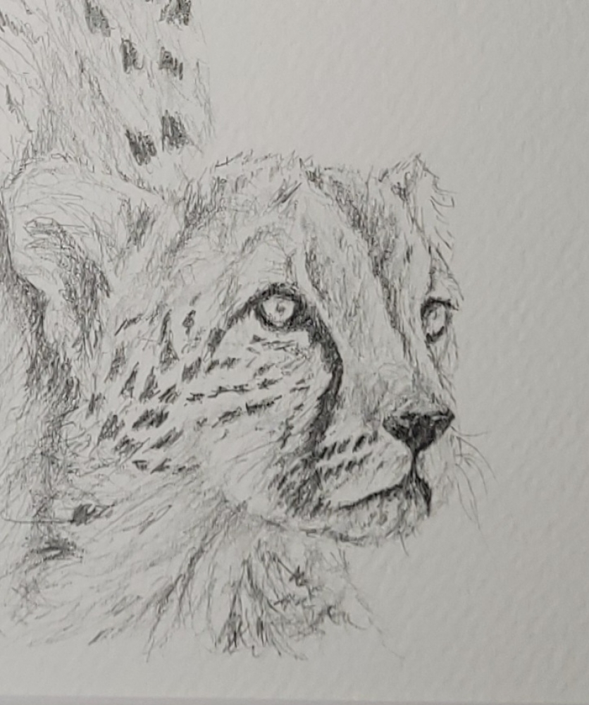 Cheetah and Cub