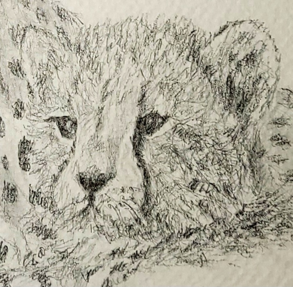 Cheetah Family
