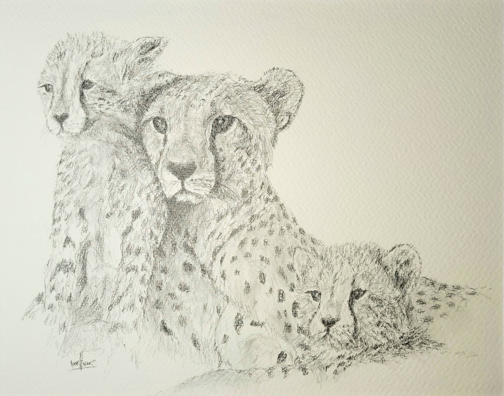 Cheetah Family