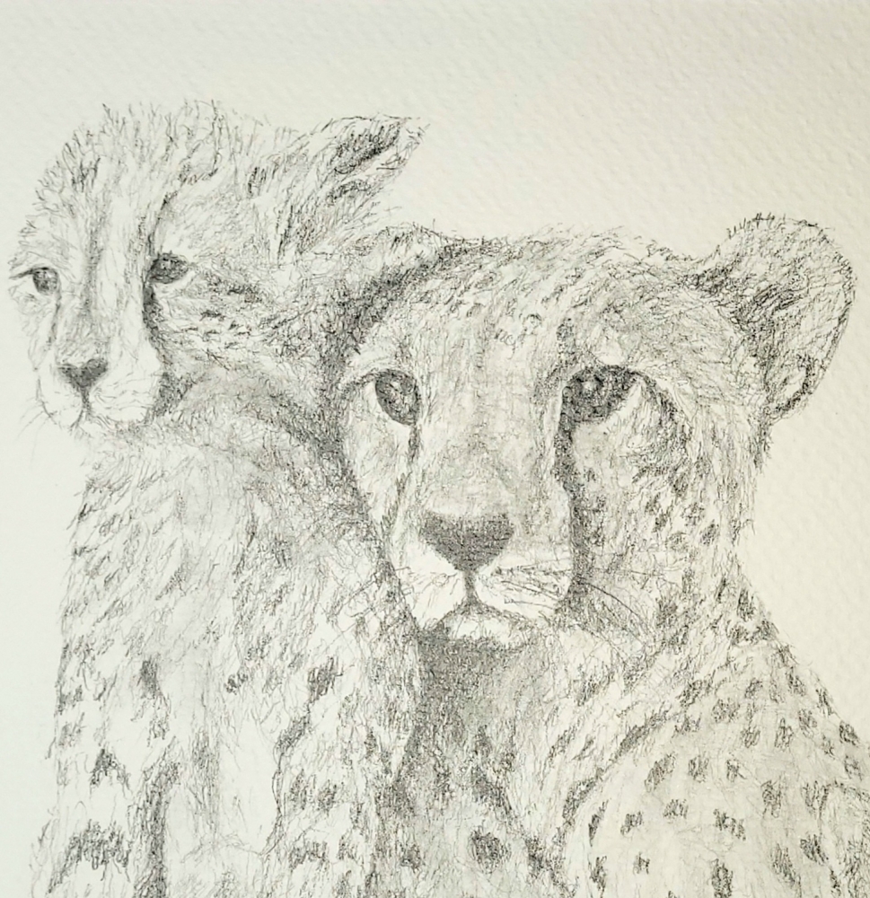 Cheetah Family