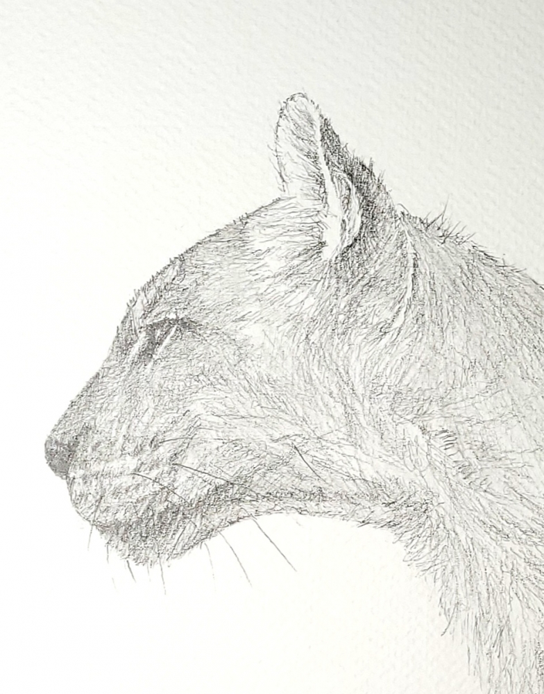 Mountain Lion