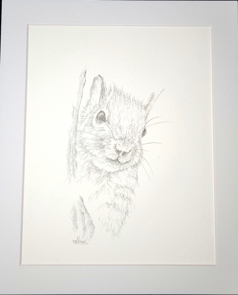 Squirrel