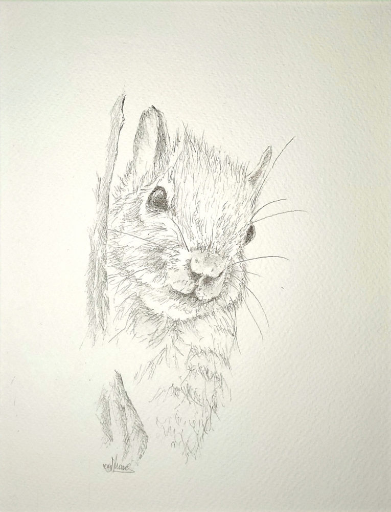 Squirrel