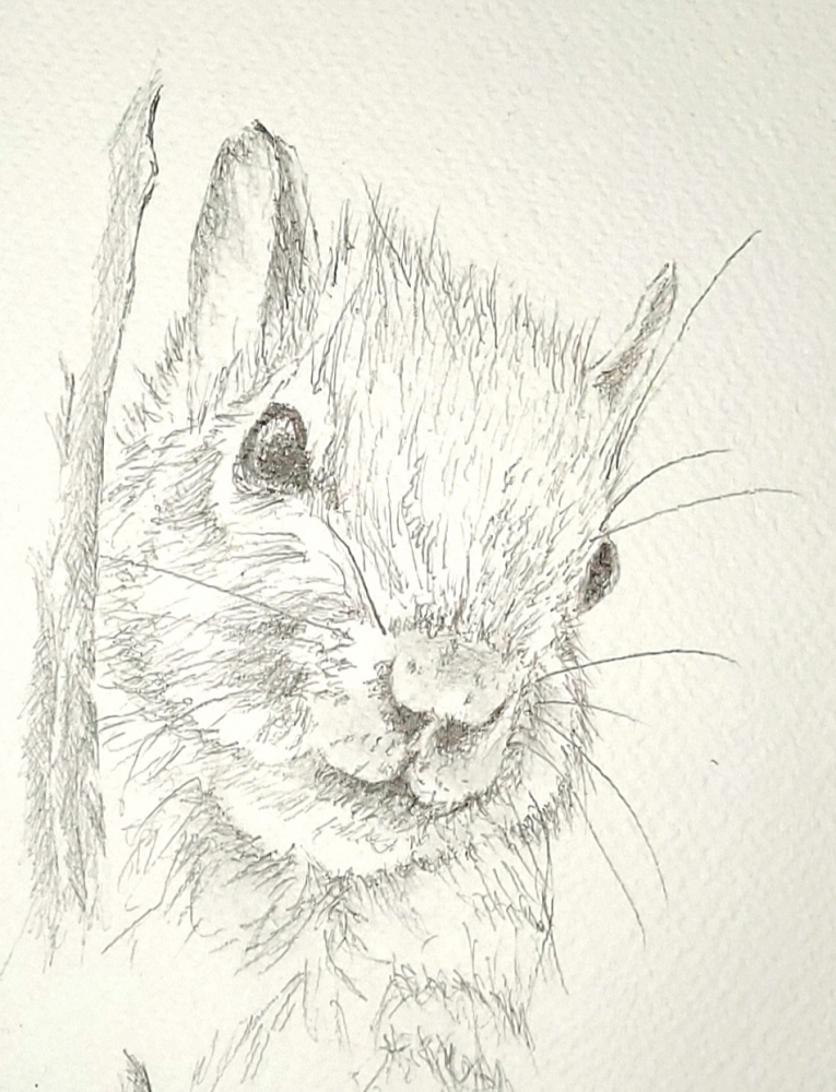 Squirrel