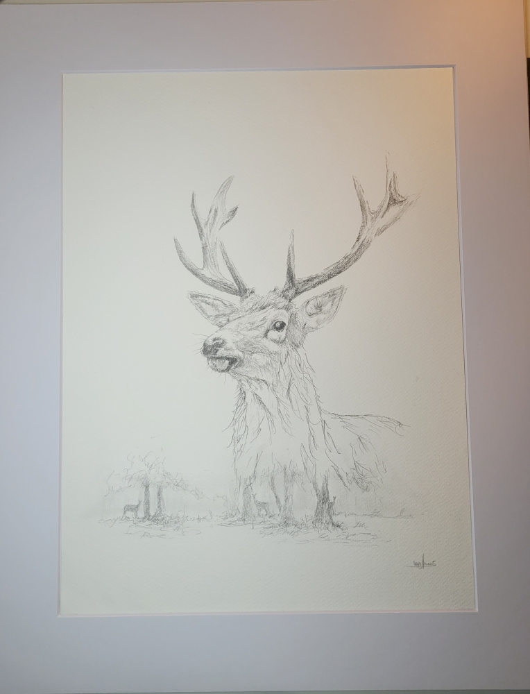 Stag Deer