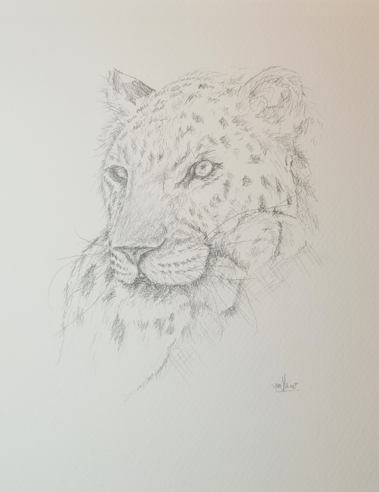 Leopard