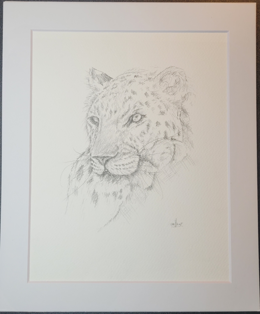 Leopard