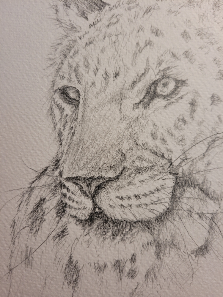 Leopard