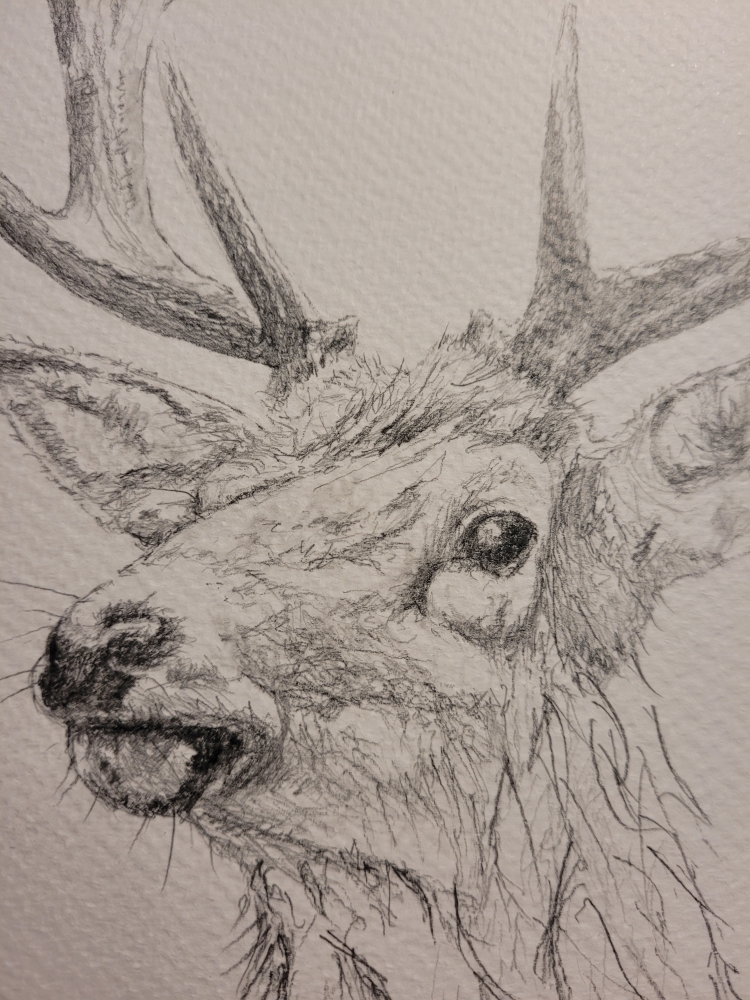 Stag Deer