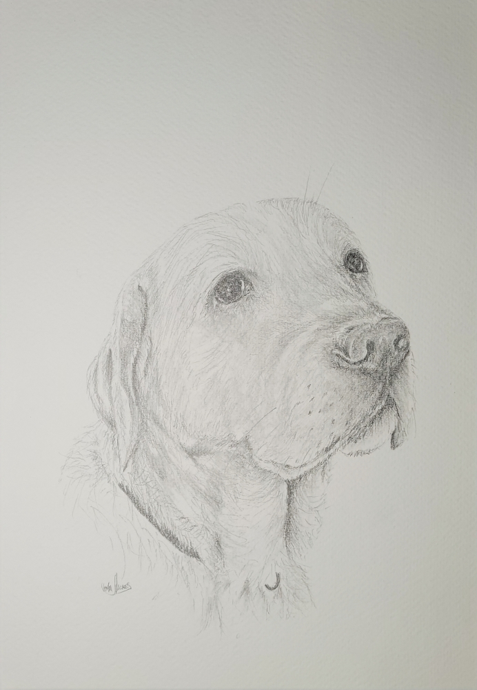 Golden Labrador Retriever