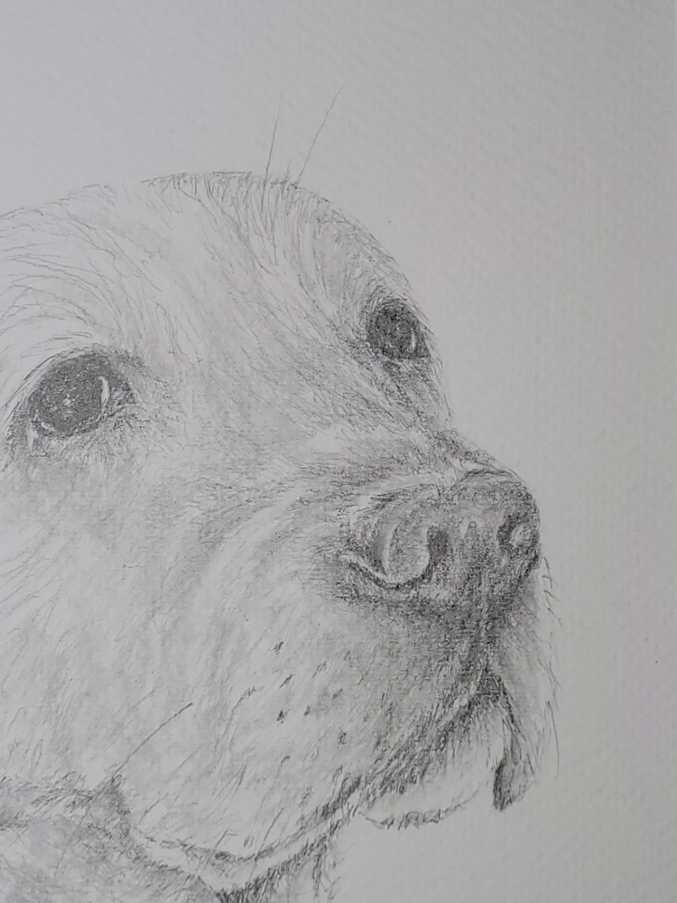 Golden Labrador Retriever