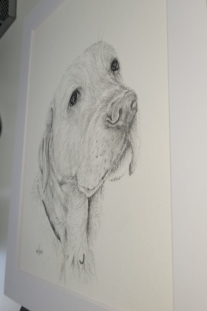 Golden Labrador Retriever