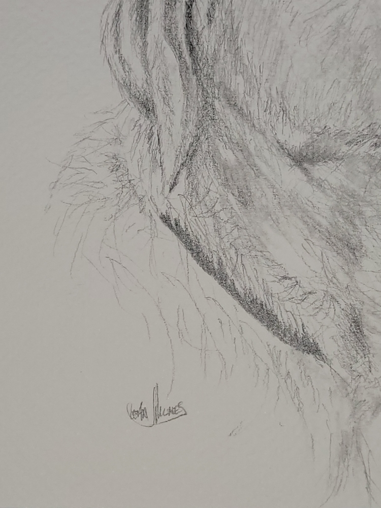 Golden Labrador Retriever