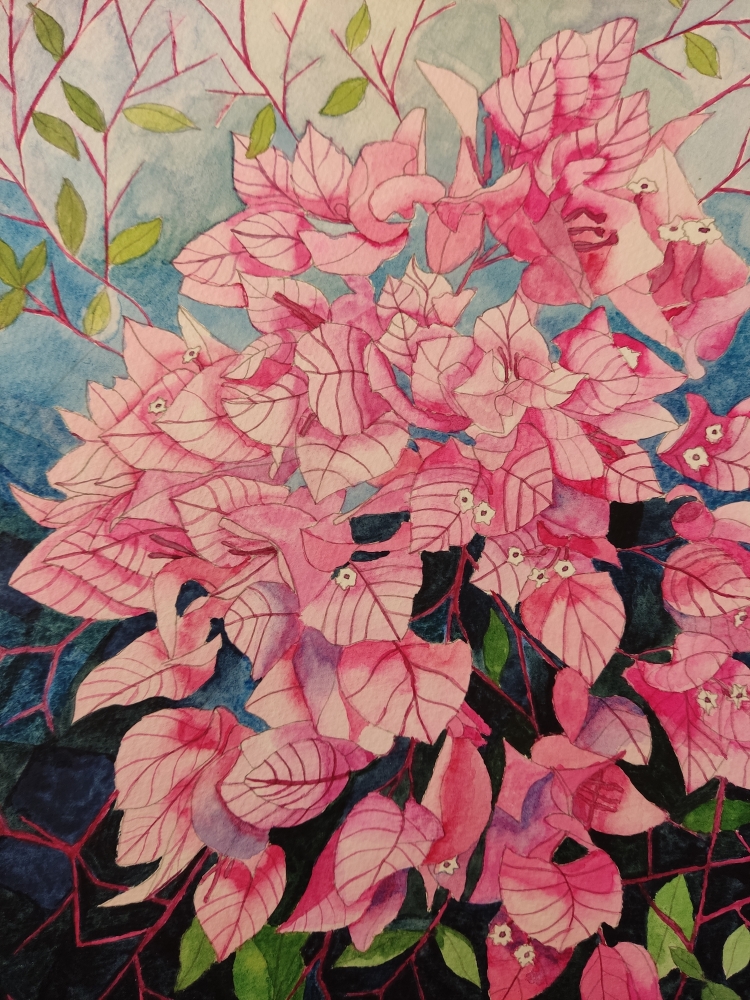 Pink Bougainvillea blossom watercolour painting 