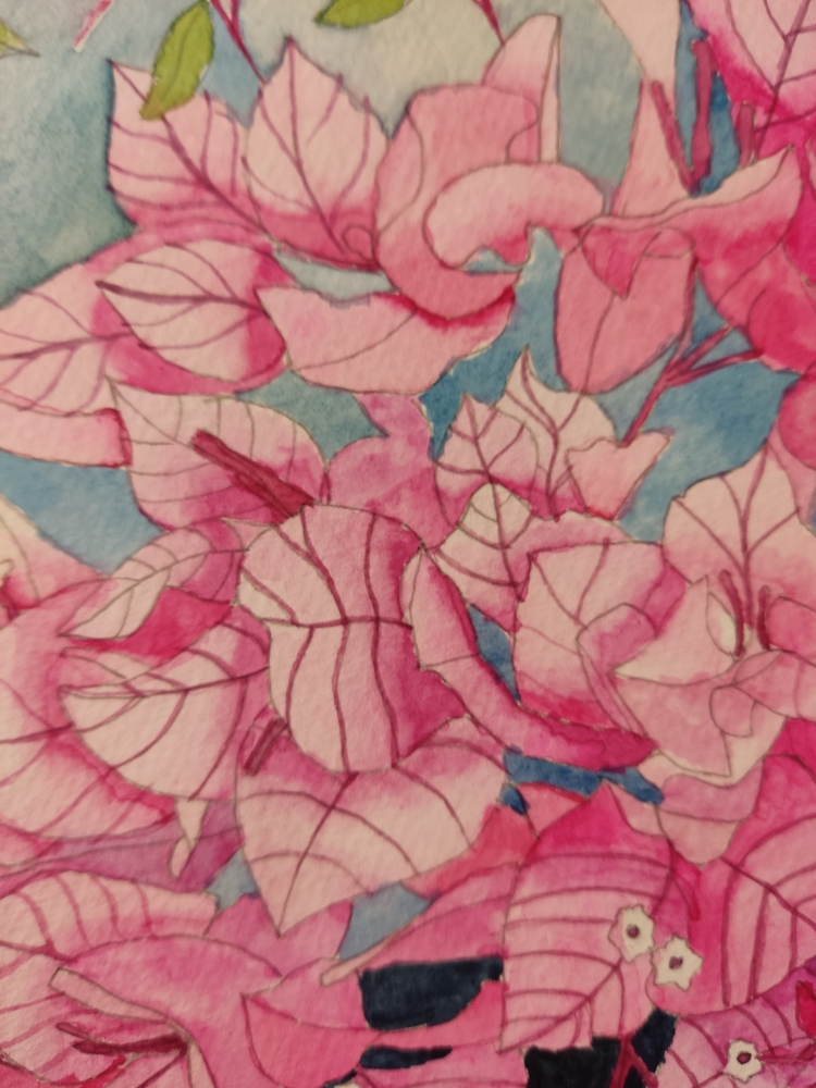 Pink Bougainvillea blossom watercolour painting 