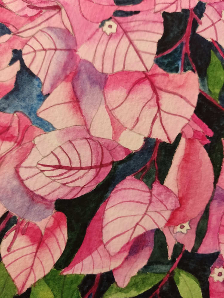 Pink Bougainvillea blossom watercolour painting 