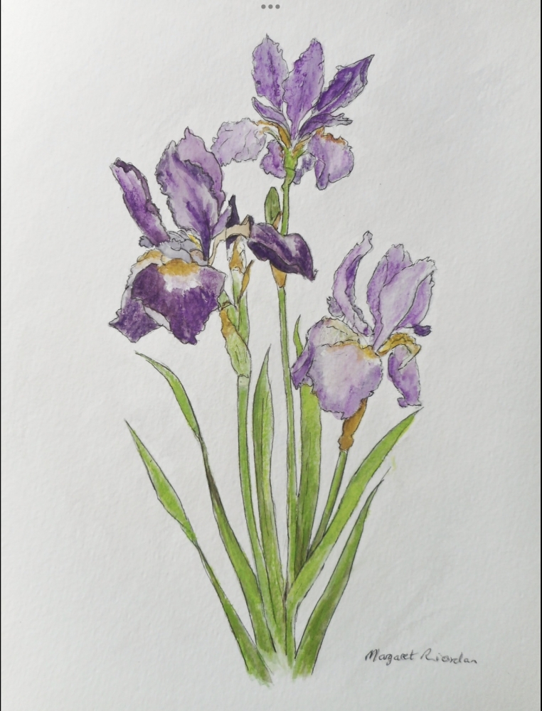 Iris