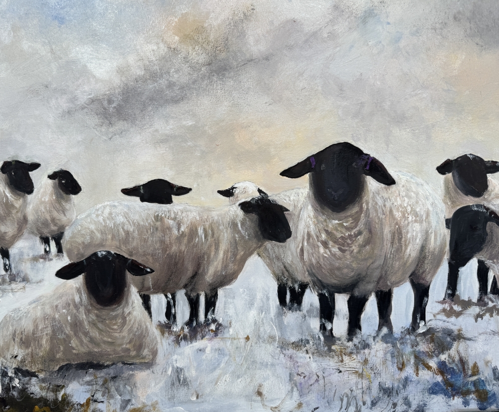 Black Face Suffolk Sheep in Snow