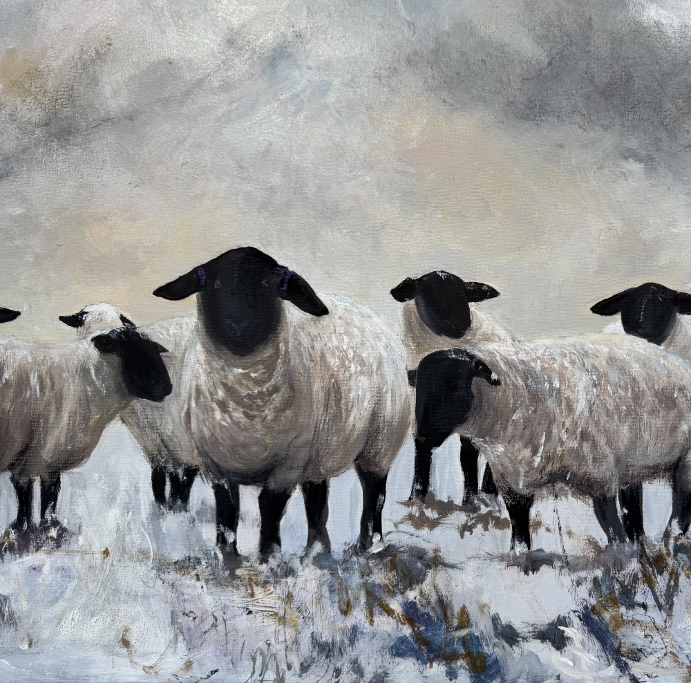 Black Face Suffolk Sheep in Snow