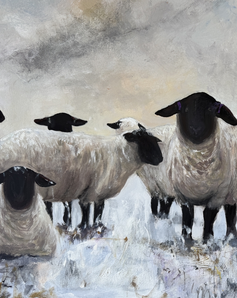 Black Face Suffolk Sheep in Snow