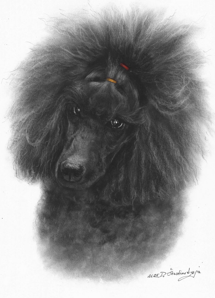 Black Poodle