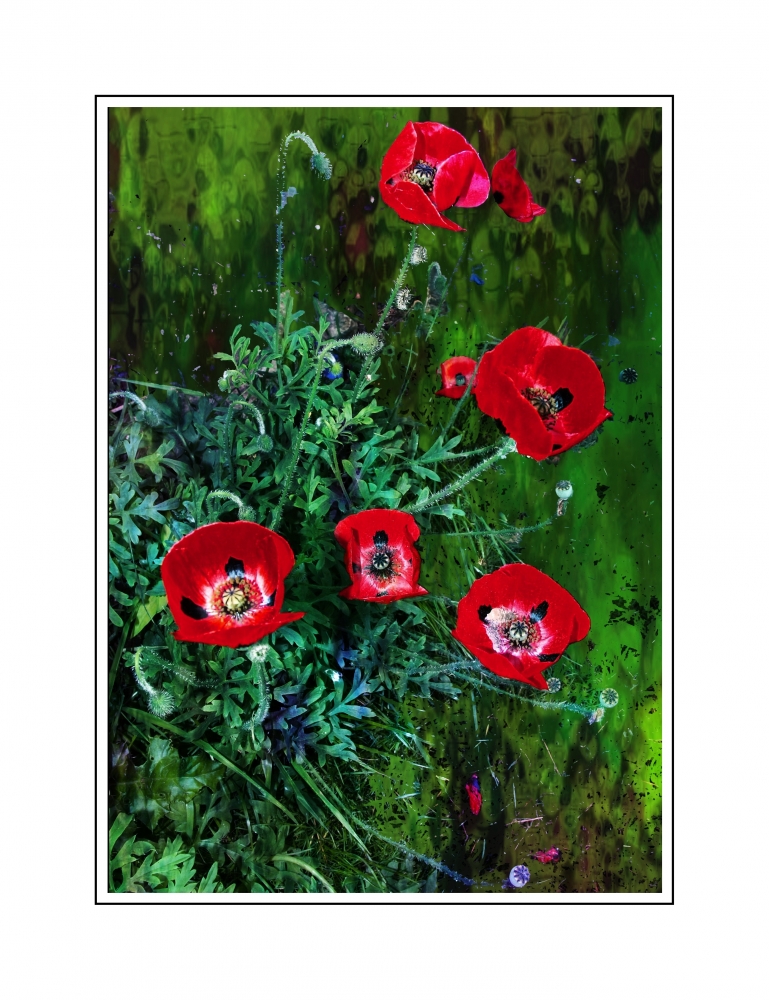 SPOTTED POPPIES