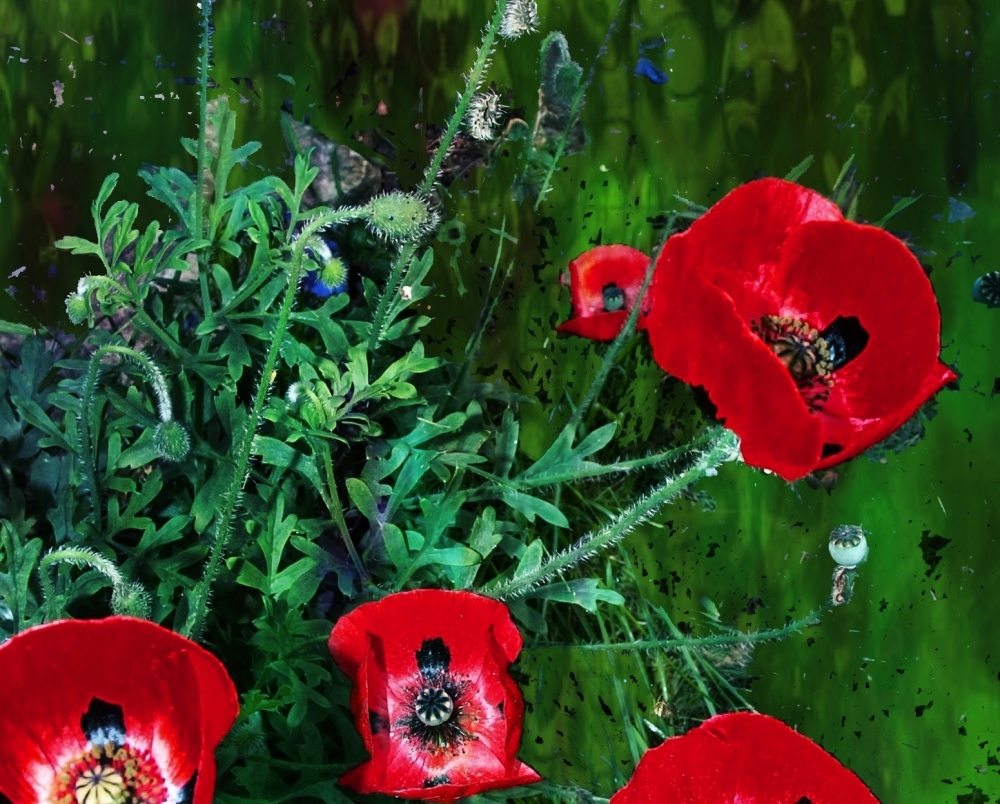 SPOTTED POPPIES
