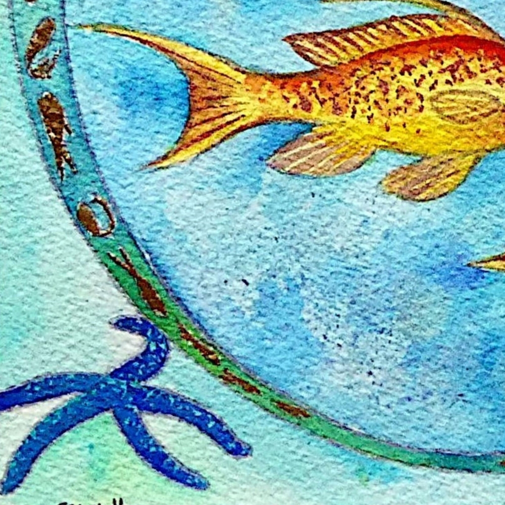 Lyretail Anthias Fish