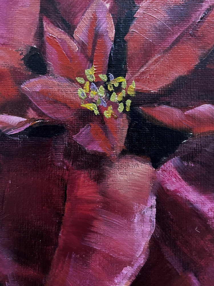 Star Poinsettia