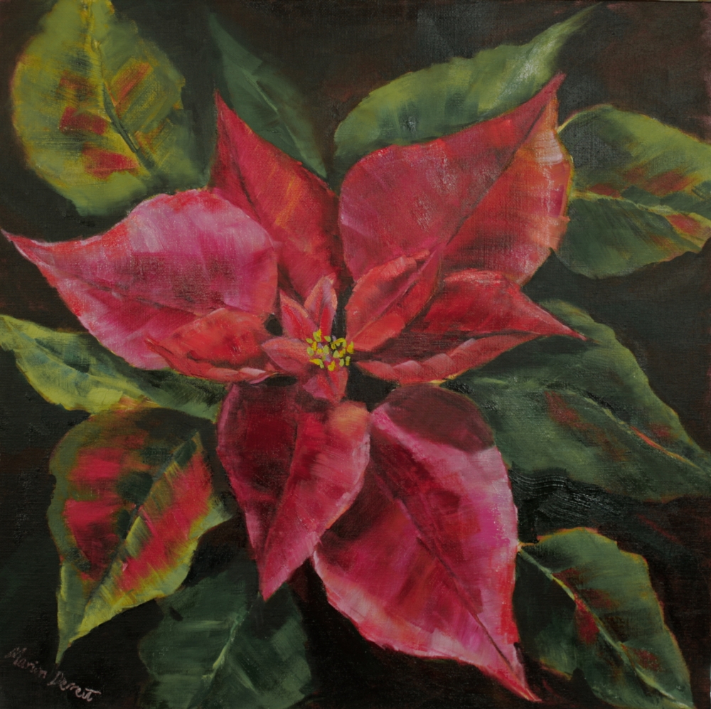 Star Poinsettia
