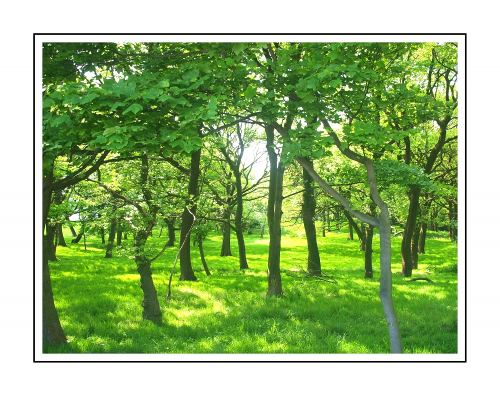 EMERALD FOREST