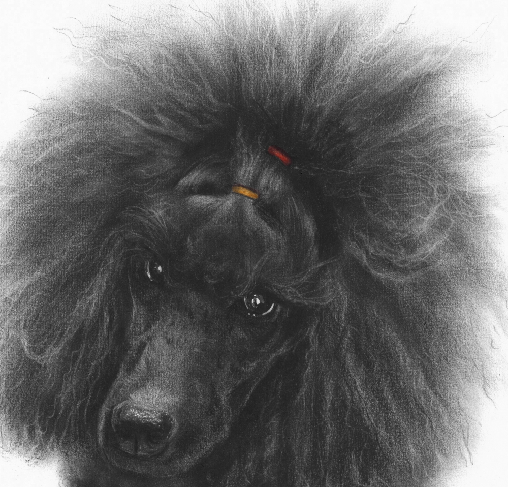 Black Poodle