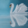 Reflective Swan