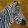 Zelda the Zebra