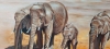 Elephants in the Desert