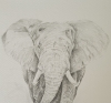 African Elephant