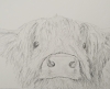 Curious Highland Cow