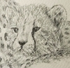 Cheetah Family