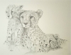 Cheetah Family