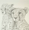Cheetah Family