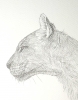 Mountain Lion
