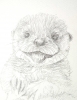 Otter