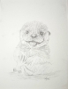 Otter