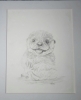 Otter